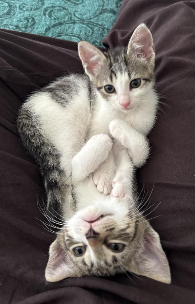 Jin, Adoptable, Kitten Female Domestic Short Hair & Tabby.