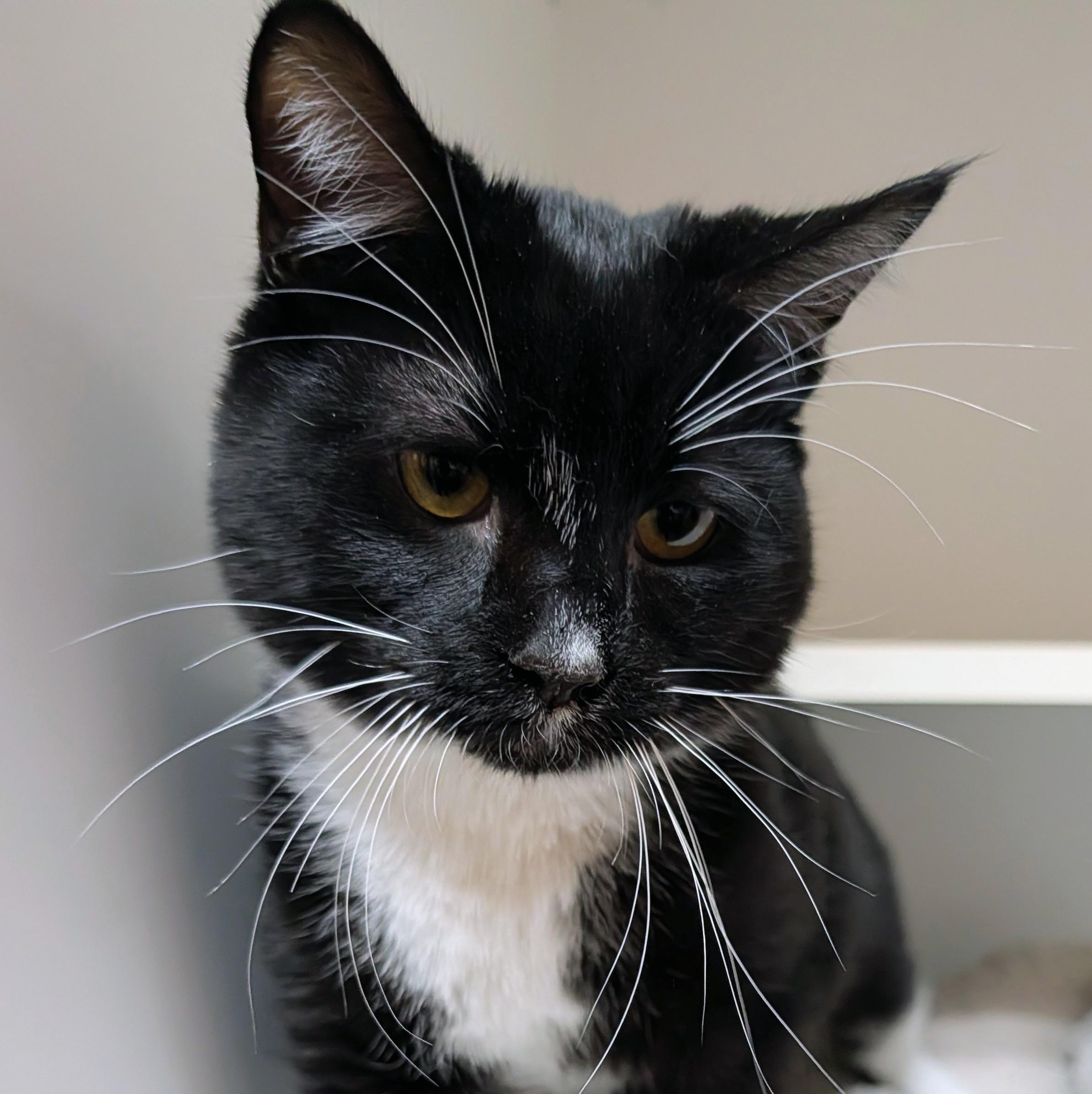 Enlarge Mr. Mistoffelees, a ADOPTABLE Domestic Short Hair in Accident, MD image 3/5