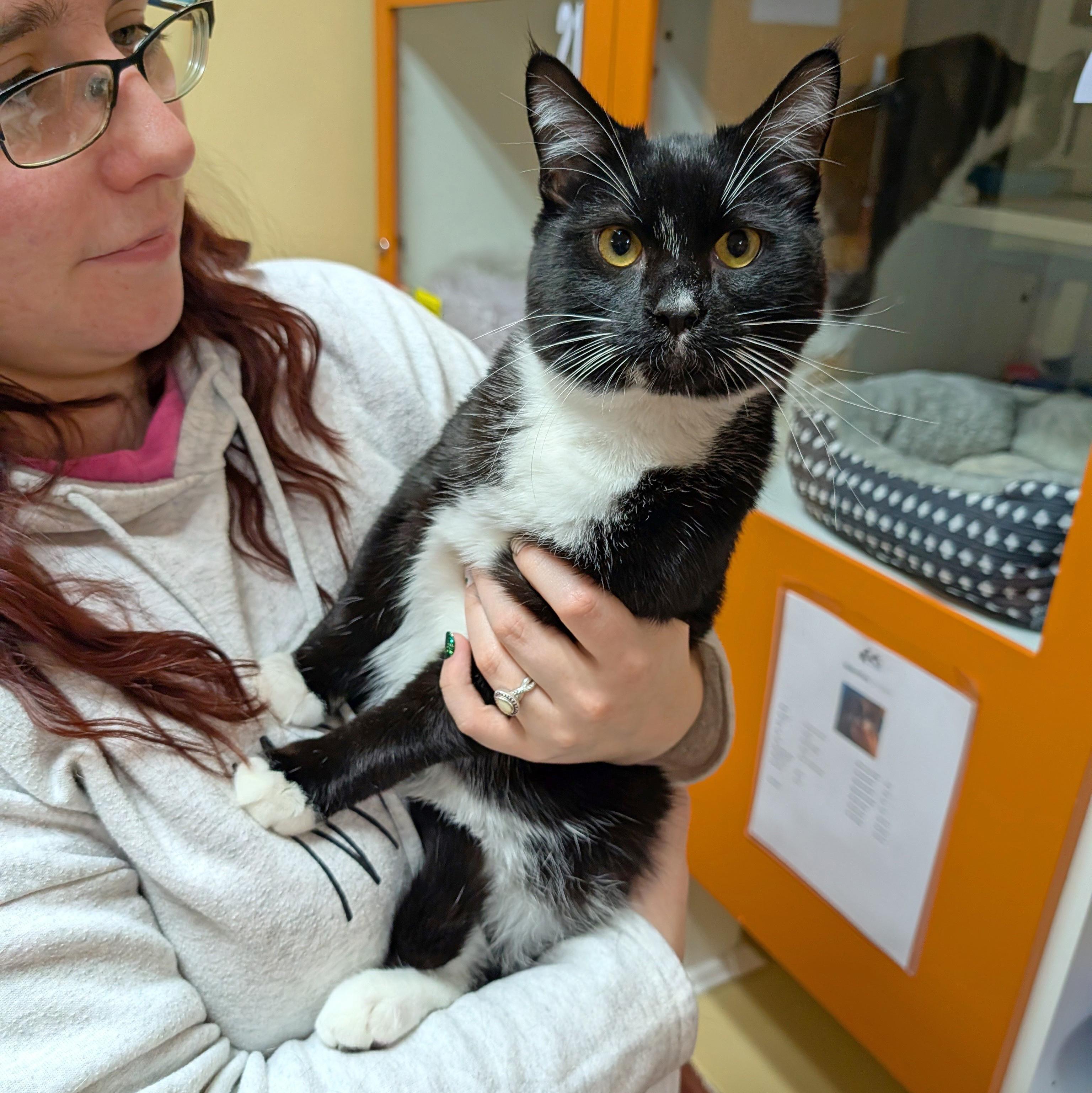 Enlarge Mr. Mistoffelees, a ADOPTABLE Domestic Short Hair in Accident, MD image 5/5