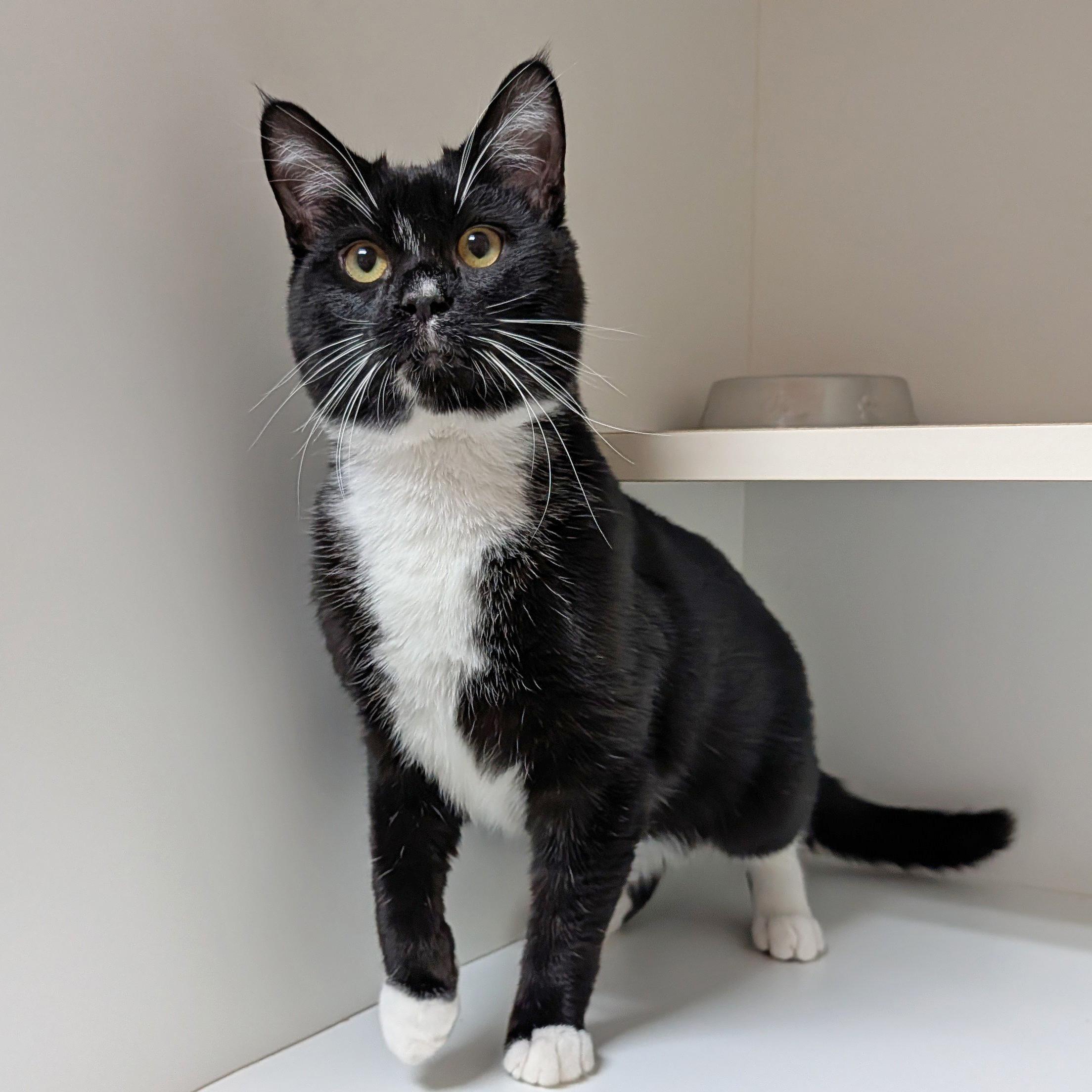 Enlarge Mr. Mistoffelees, a ADOPTABLE Domestic Short Hair in Accident, MD image 4/5