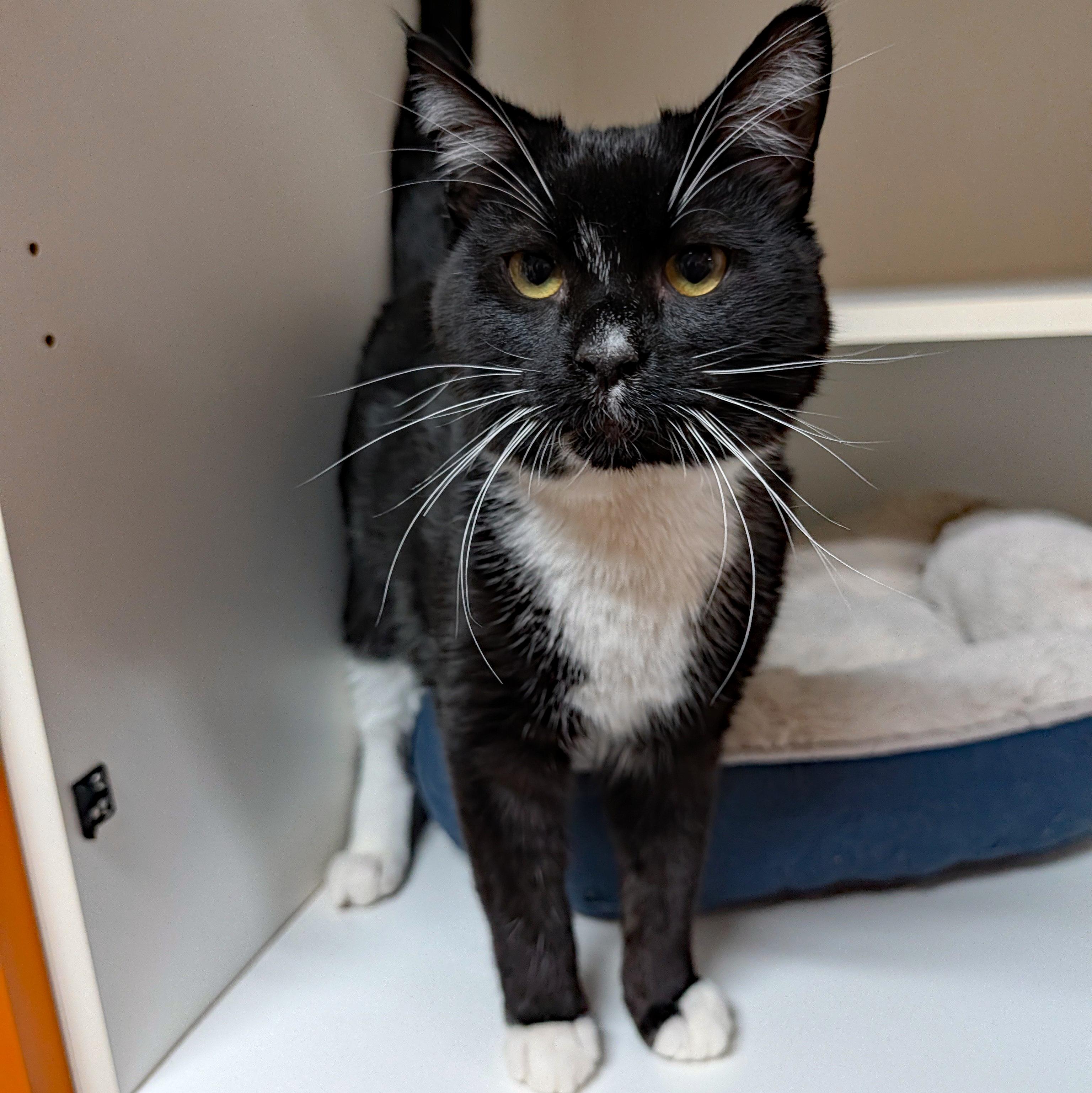 Enlarge Mr. Mistoffelees, a ADOPTABLE Domestic Short Hair in Accident, MD image 1/5
