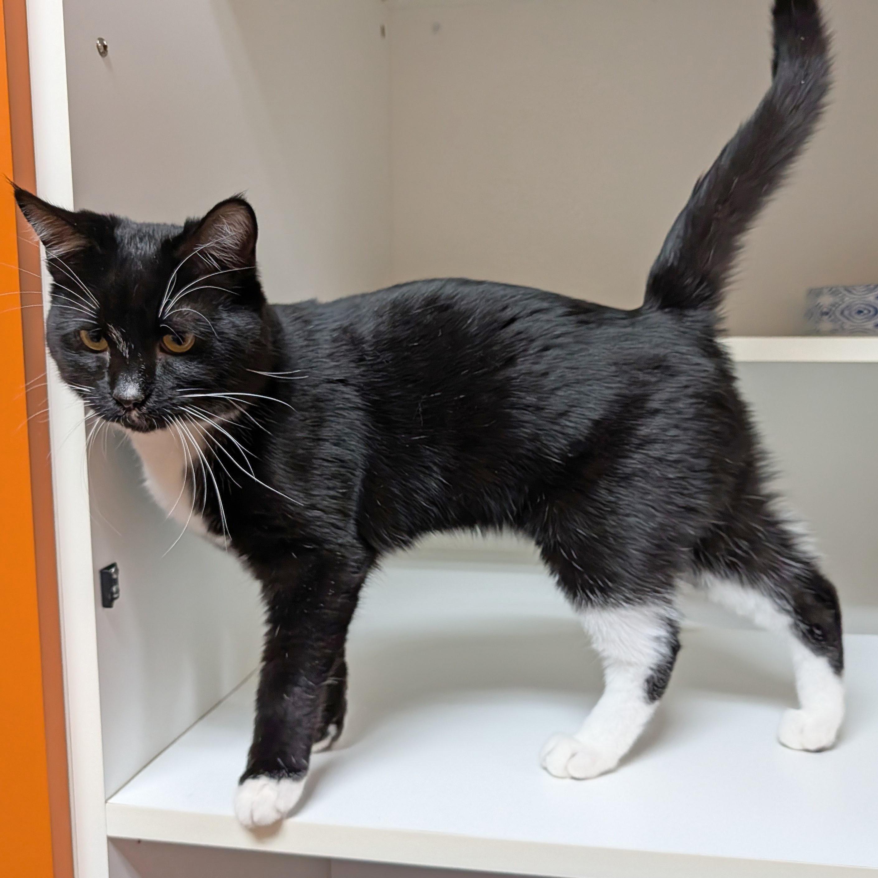 Enlarge Mr. Mistoffelees, a ADOPTABLE Domestic Short Hair in Accident, MD image 2/5