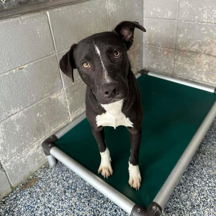 Hobi, Adoptable, Adult Male Black Labrador Retriever & Shepherd.