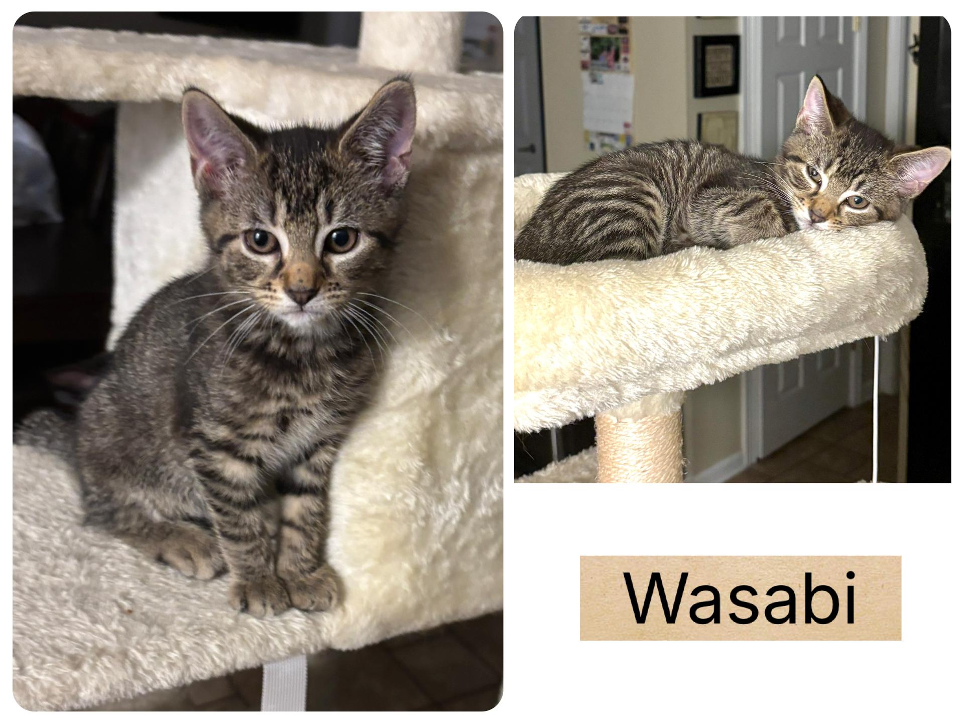 Enlarge Wasabi, a ADOPTABLE Domestic Short Hair in Indianapolis, IN image 4/5