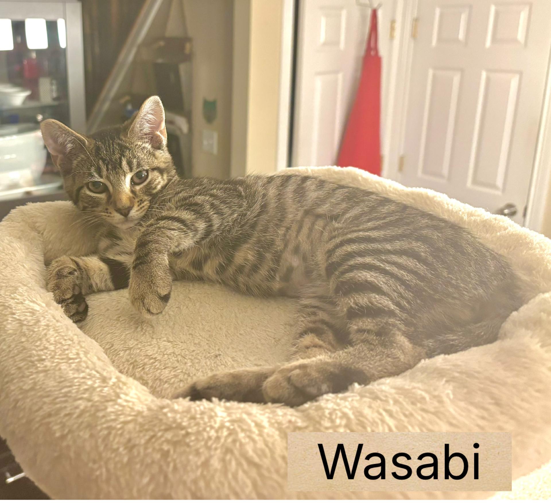 Wasabi, ADOPTABLE, Kitten Female Domestic Short Hair.