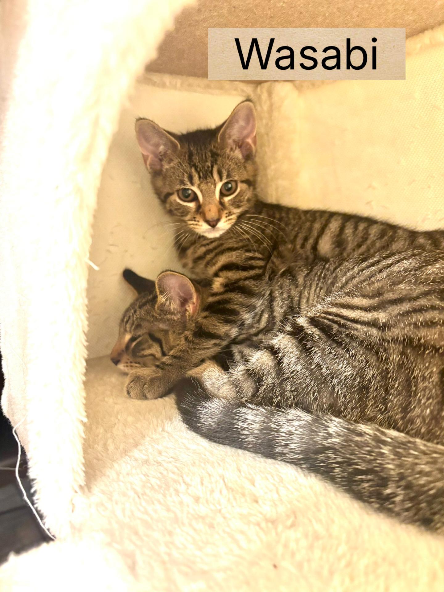 Enlarge Wasabi, a ADOPTABLE Domestic Short Hair in Indianapolis, IN image 2/5