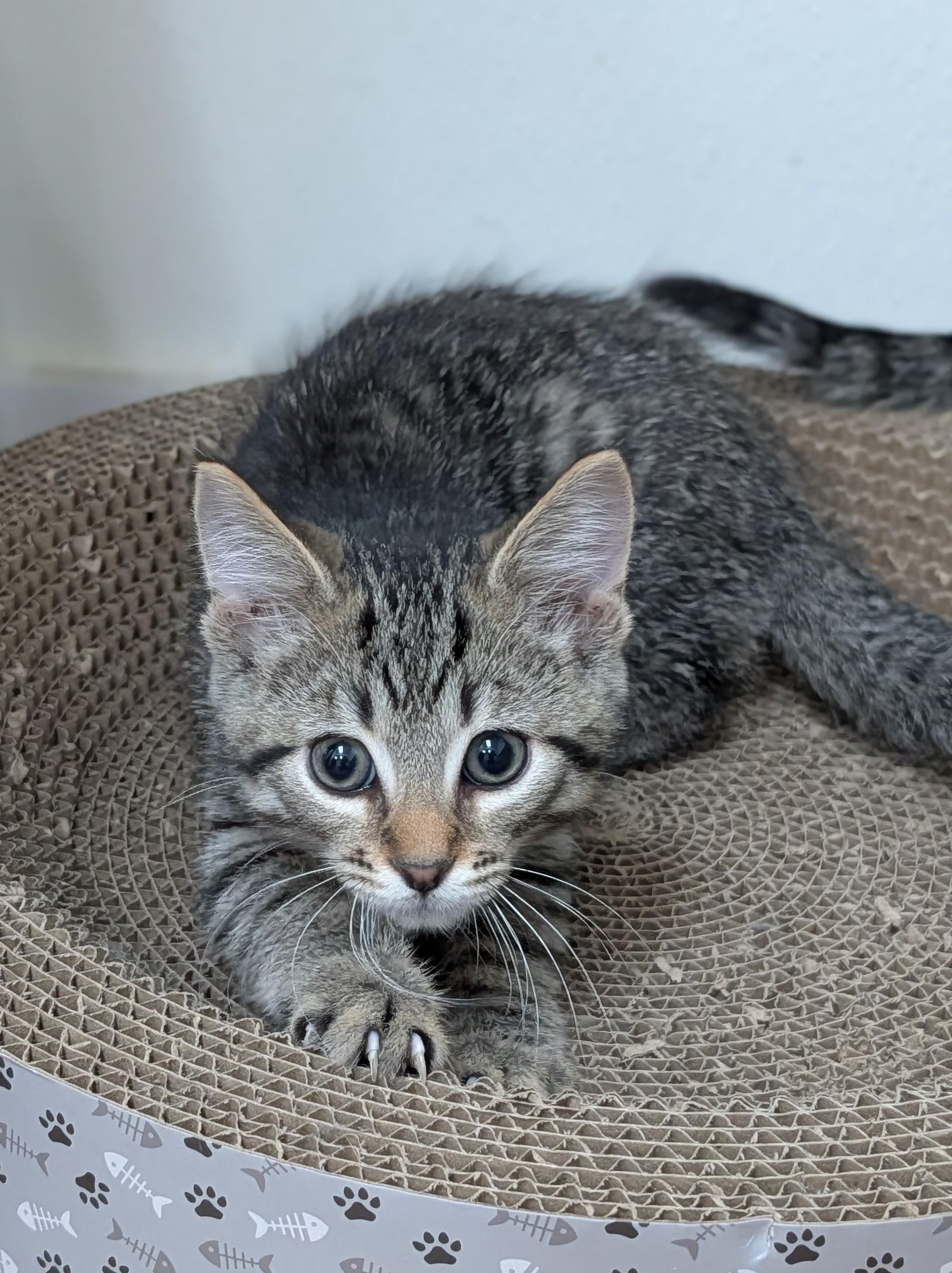 TC, ADOPTABLE, Young Male Domestic Short Hair.