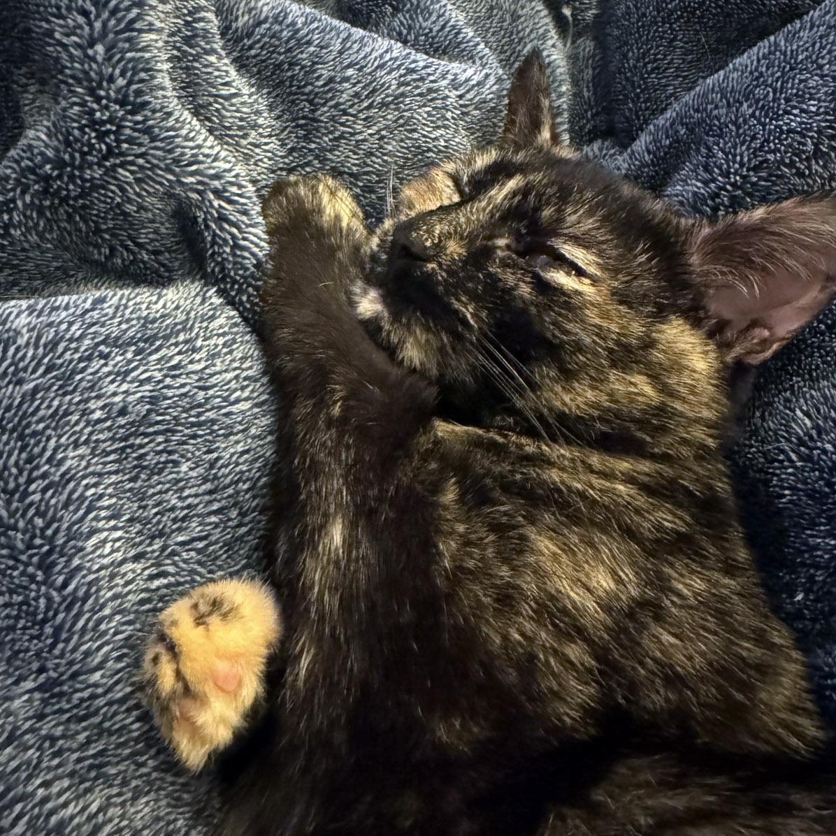Enlarge Layla, a Adoptable Tortoiseshell in Chicago, IL image 5/6