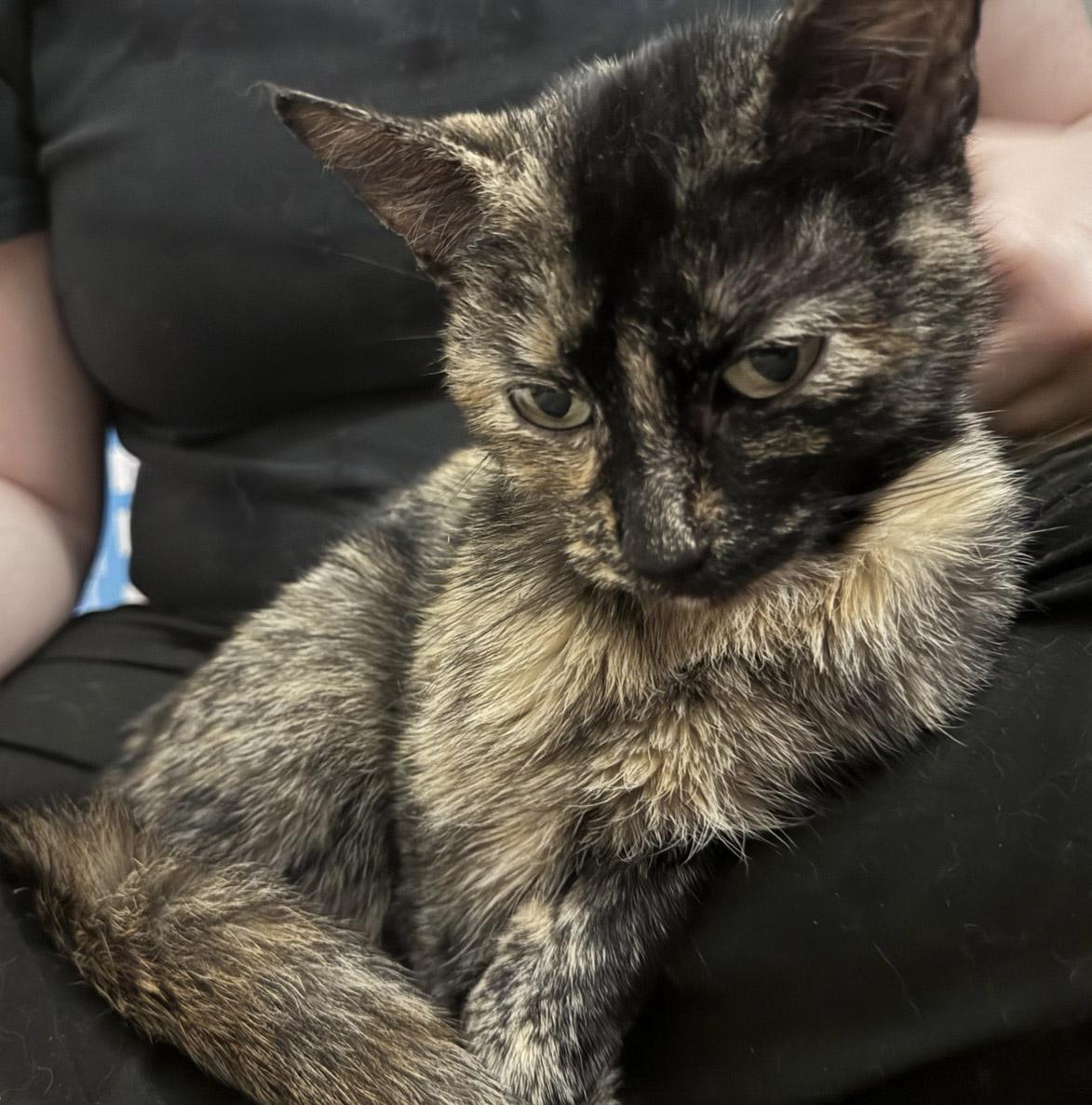 Enlarge Layla, a Adoptable Tortoiseshell in Chicago, IL image 4/6