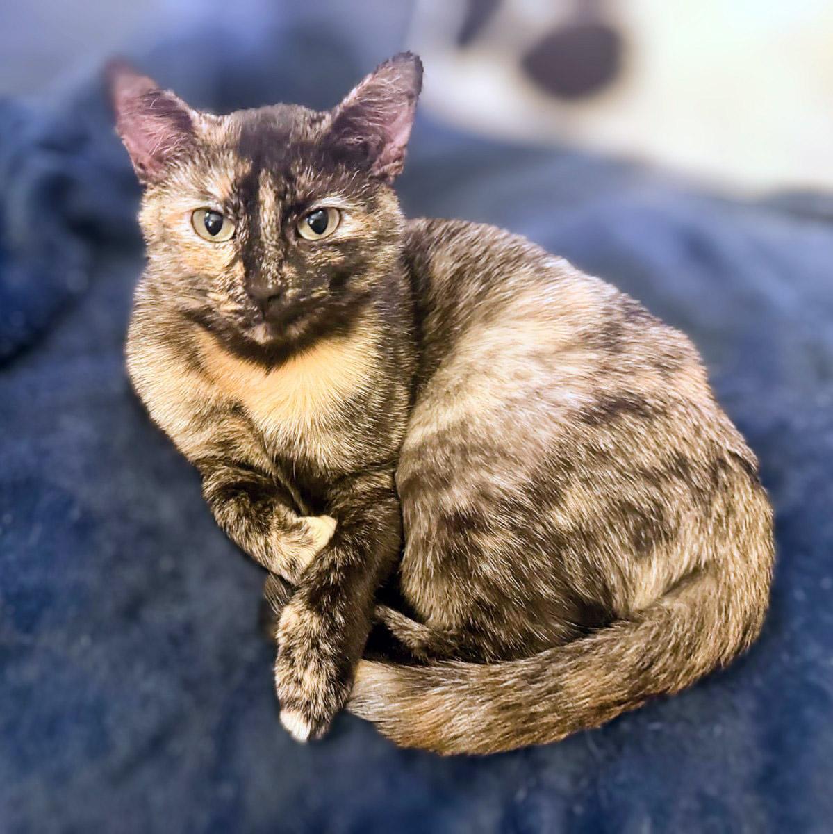 Enlarge Layla, a Adoptable Tortoiseshell in Chicago, IL image 6/6