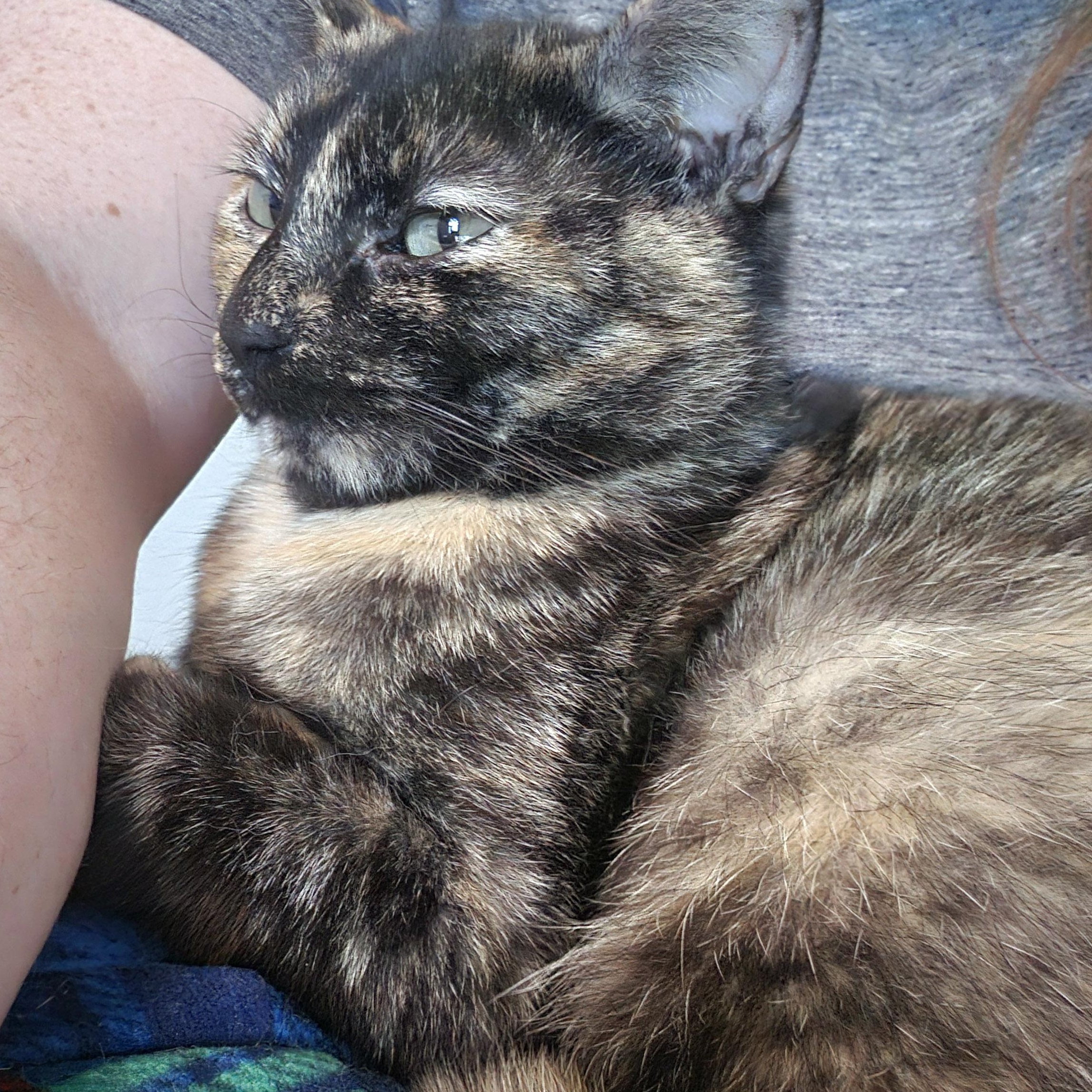 Enlarge Layla, a Adoptable Tortoiseshell in Chicago, IL image 2/6