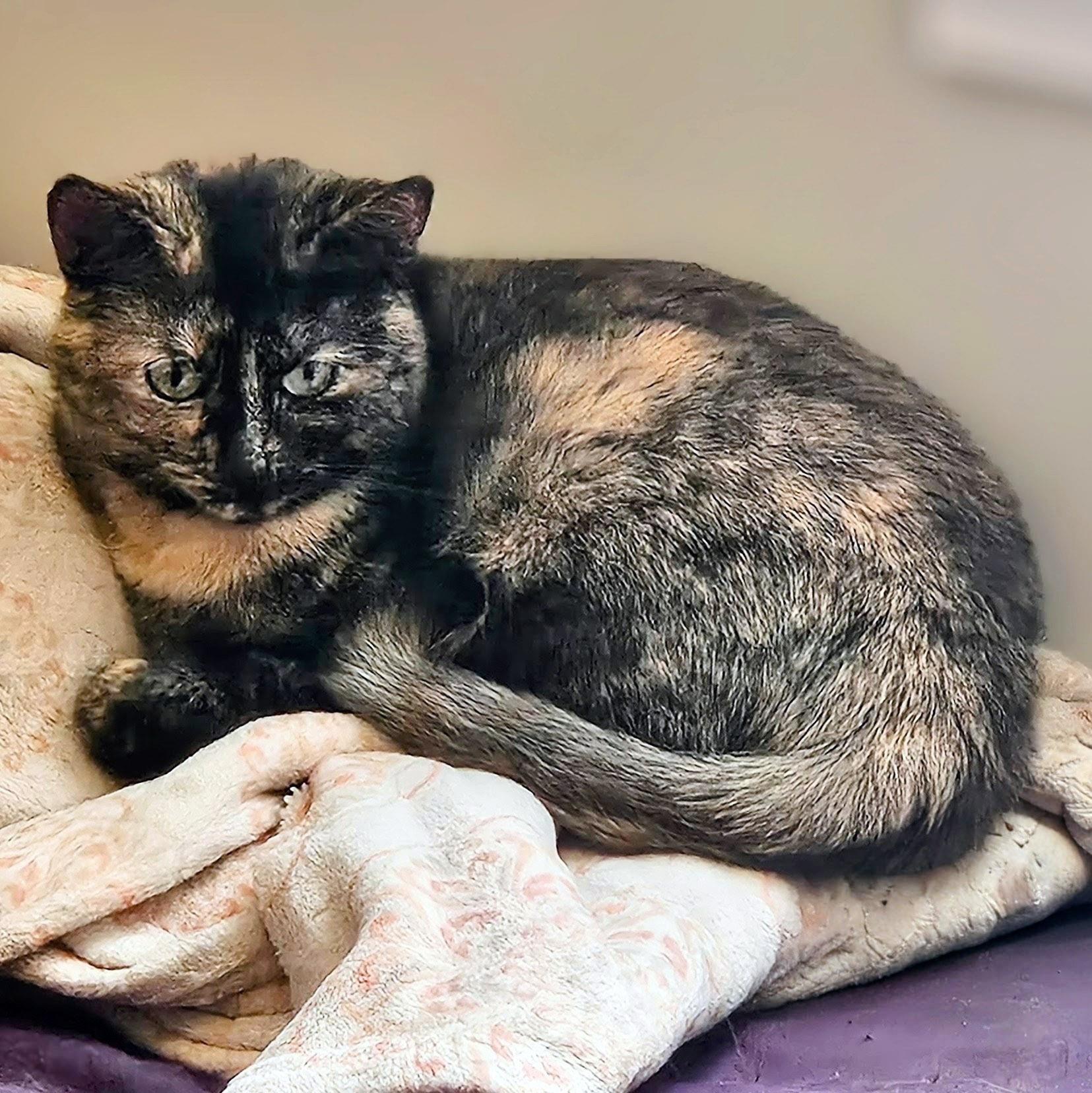 Enlarge Layla, a Adoptable Tortoiseshell in Chicago, IL image 3/6