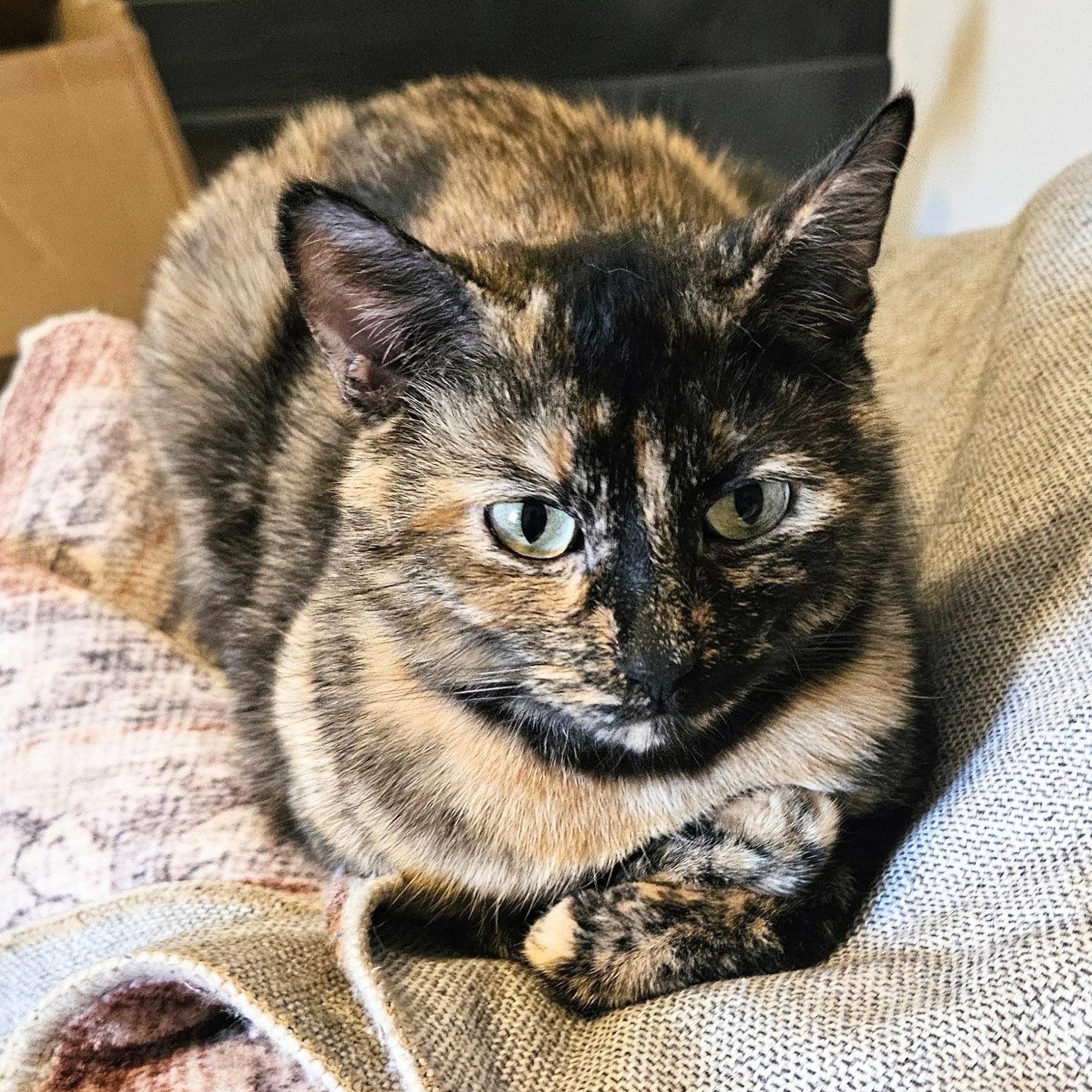 Enlarge Layla, a Adoptable Tortoiseshell in Chicago, IL image 1/6