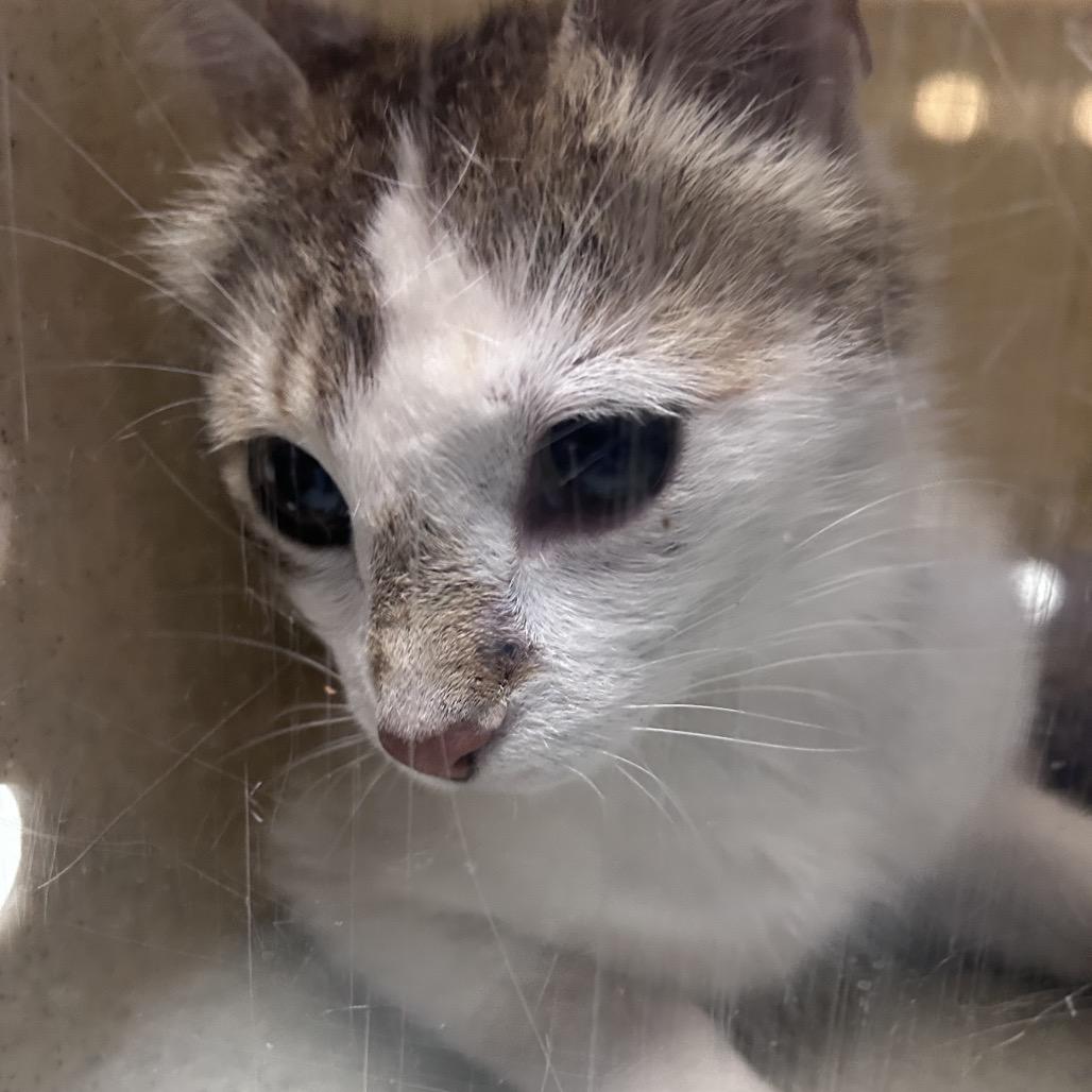Gredda, Adoptable, Adult Female Domestic Short Hair.