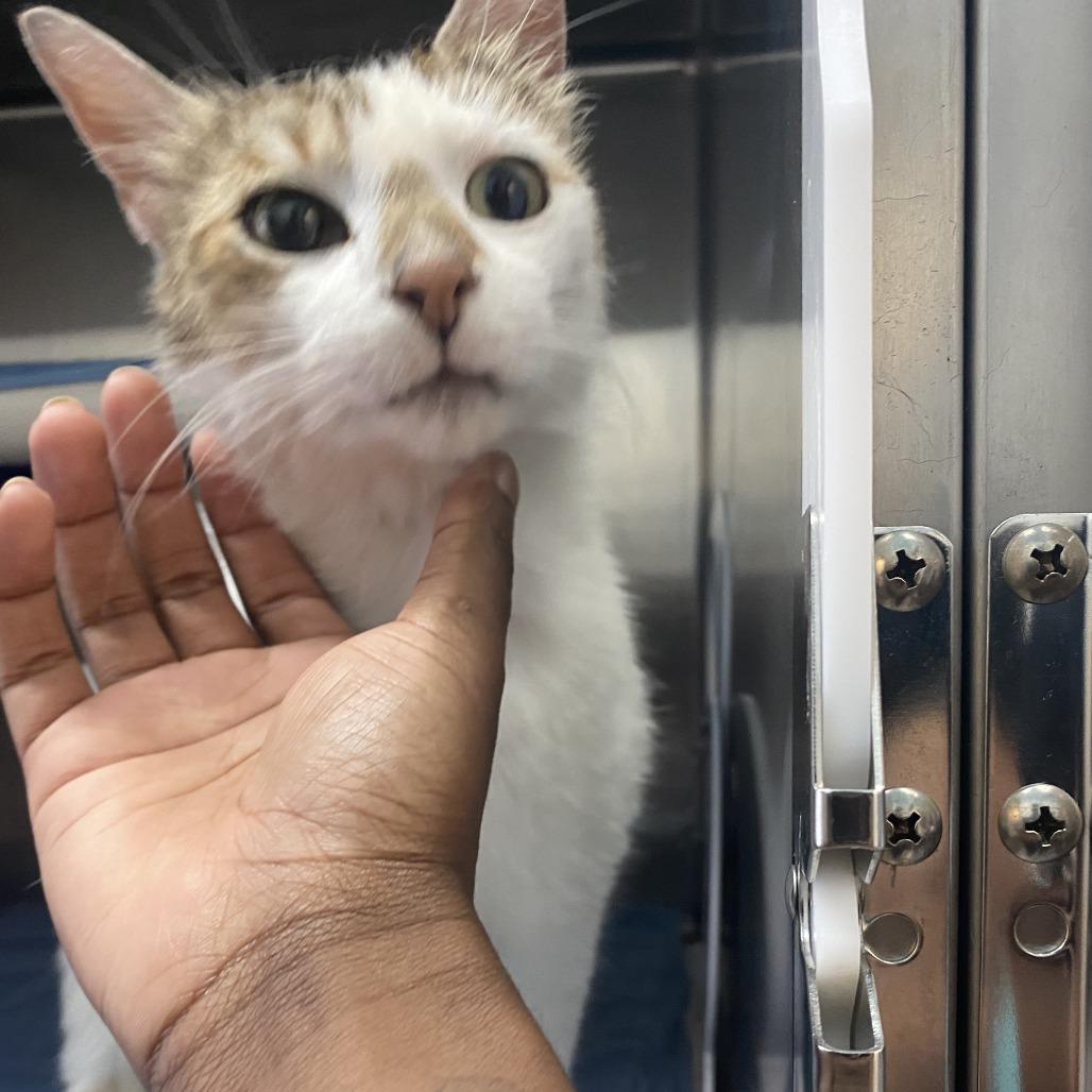 Enlarge Gredda, a Adoptable Domestic Short Hair in Philadelphia, PA image 2/4