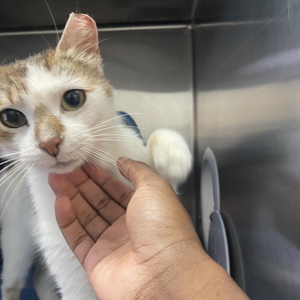 Enlarge Gredda, a Adoptable Domestic Short Hair in Philadelphia, PA image 3/4