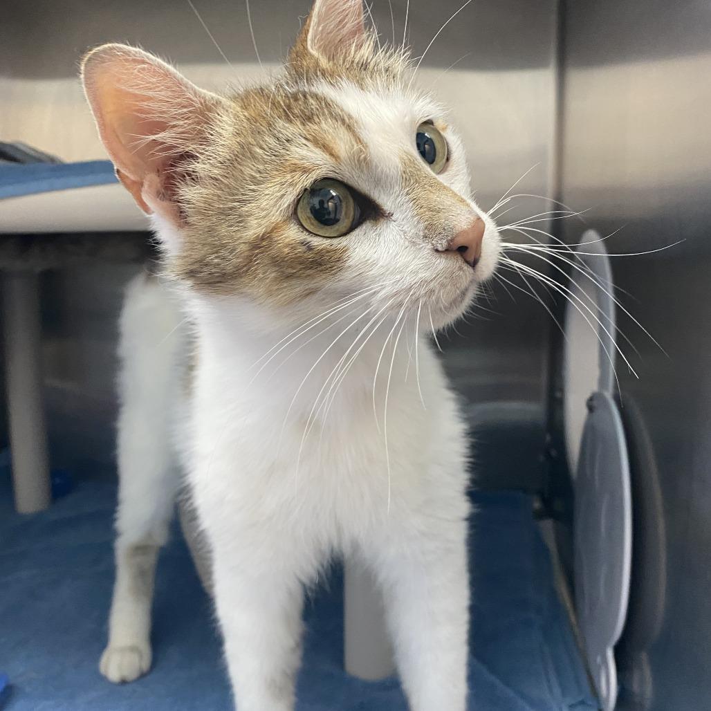 Enlarge Gredda, a Adoptable Domestic Short Hair in Philadelphia, PA image 4/4