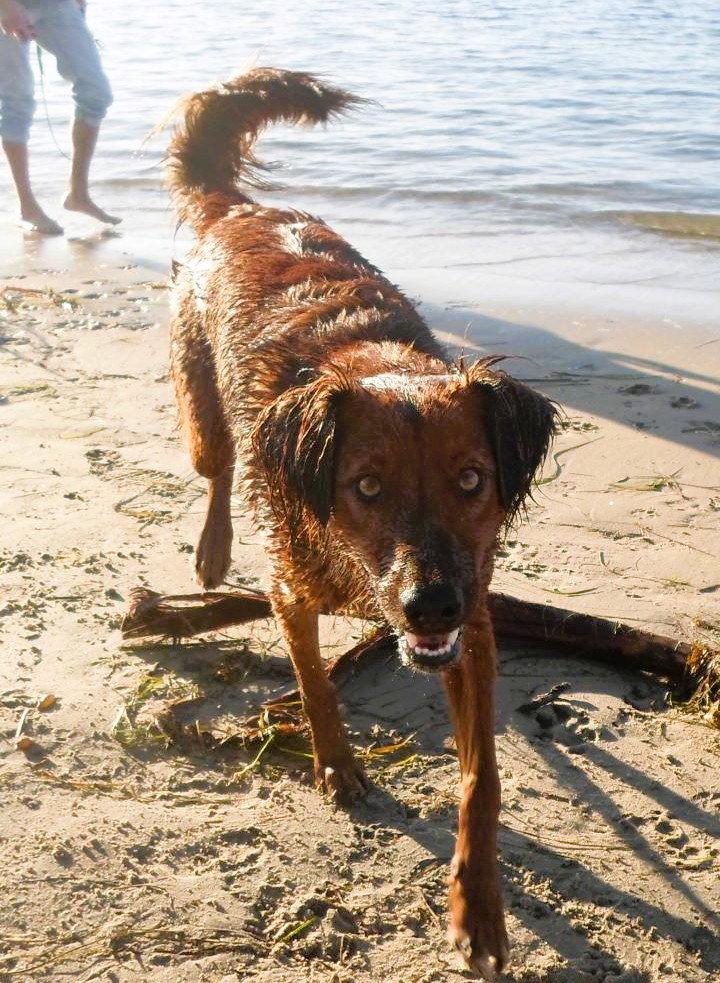 Shylo, Adoptable, Young Male Irish Setter.