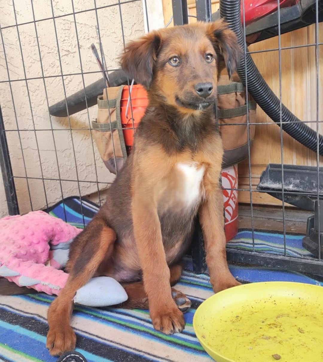 Shylo, a Adoptable Irish Setter in Fallbrook, CA image 1/3