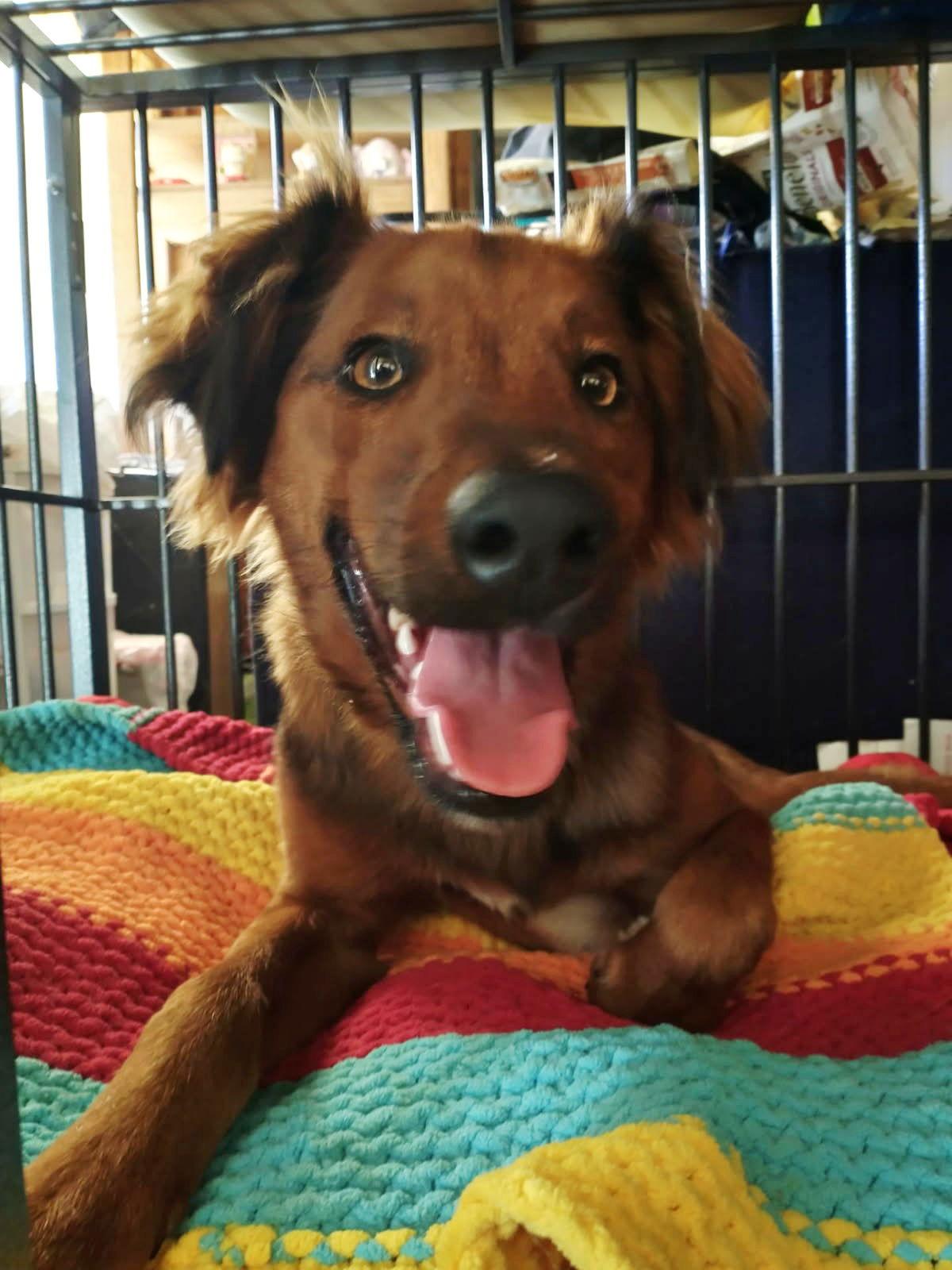 Shylo, a Adoptable Irish Setter in Fallbrook, CA image 2/3