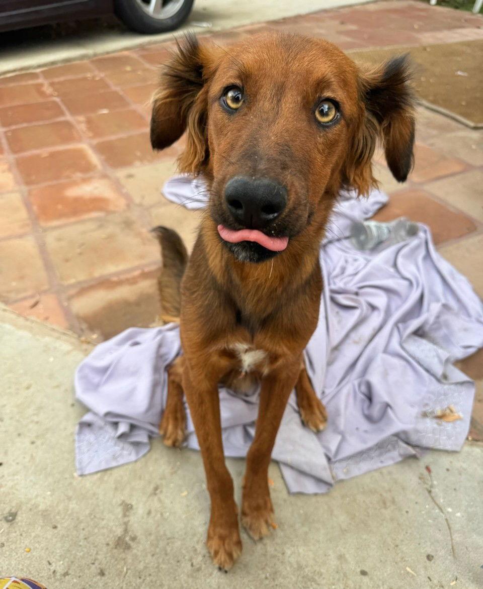 Shylo, a Adoptable Irish Setter in Fallbrook, CA image 3/3