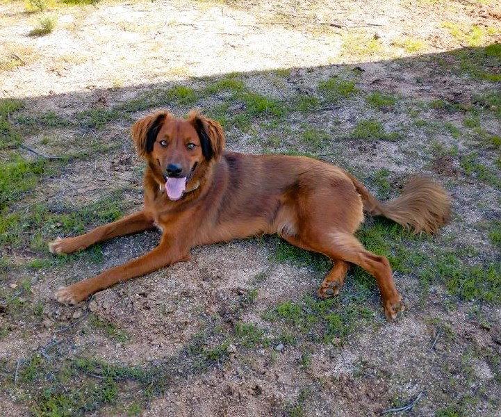 Enlarge Shylo, a Adoptable Irish Setter in Fallbrook, CA image 3/3