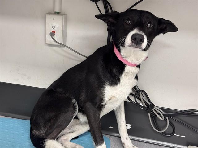 Enlarge LIL MISS, a Adoptable Border Collie in Colorado Springs, CO image 1/1
