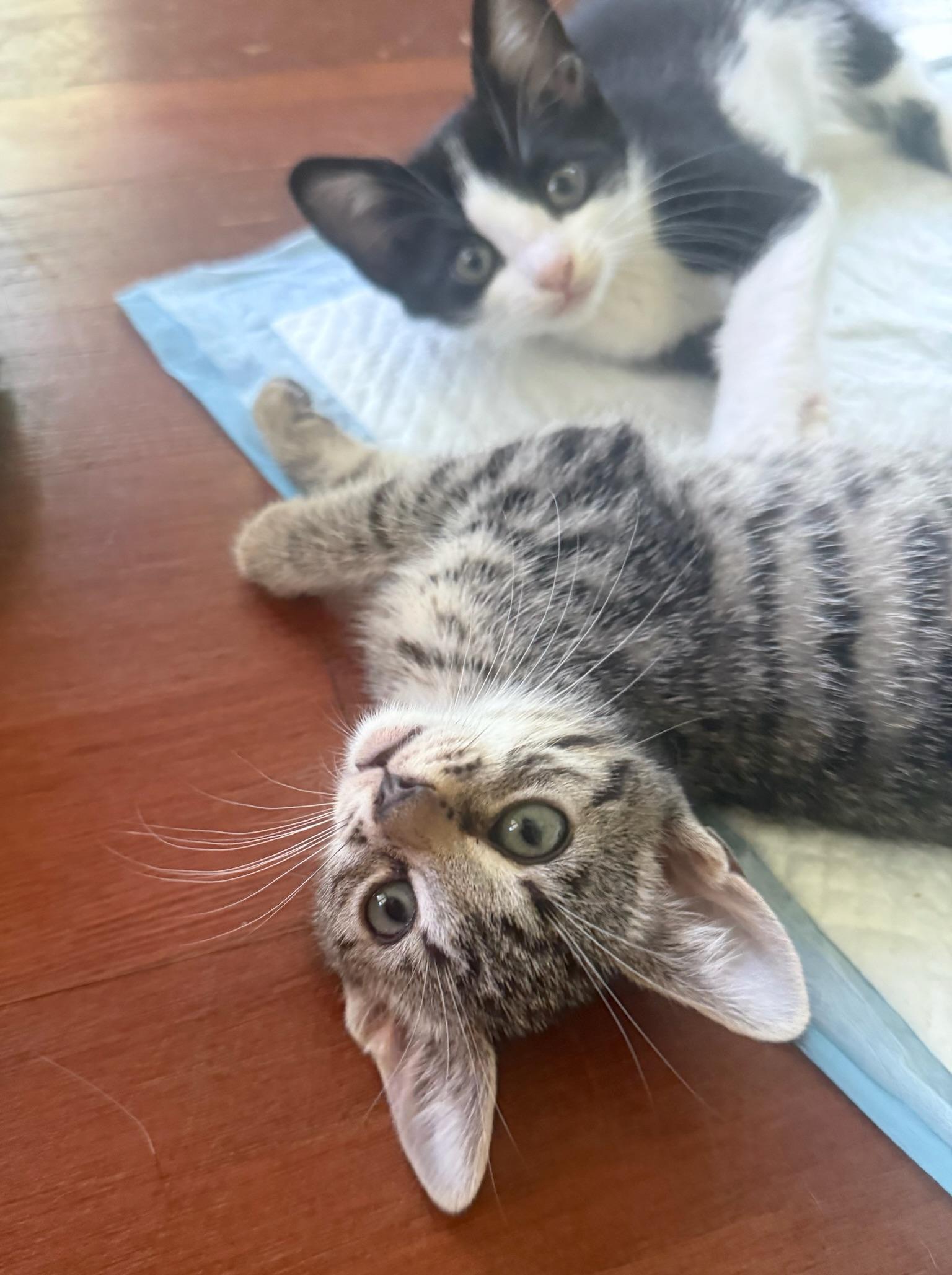 Flame and Brick- the sweetest sisters, adopted, Kitten Female American Shorthair.