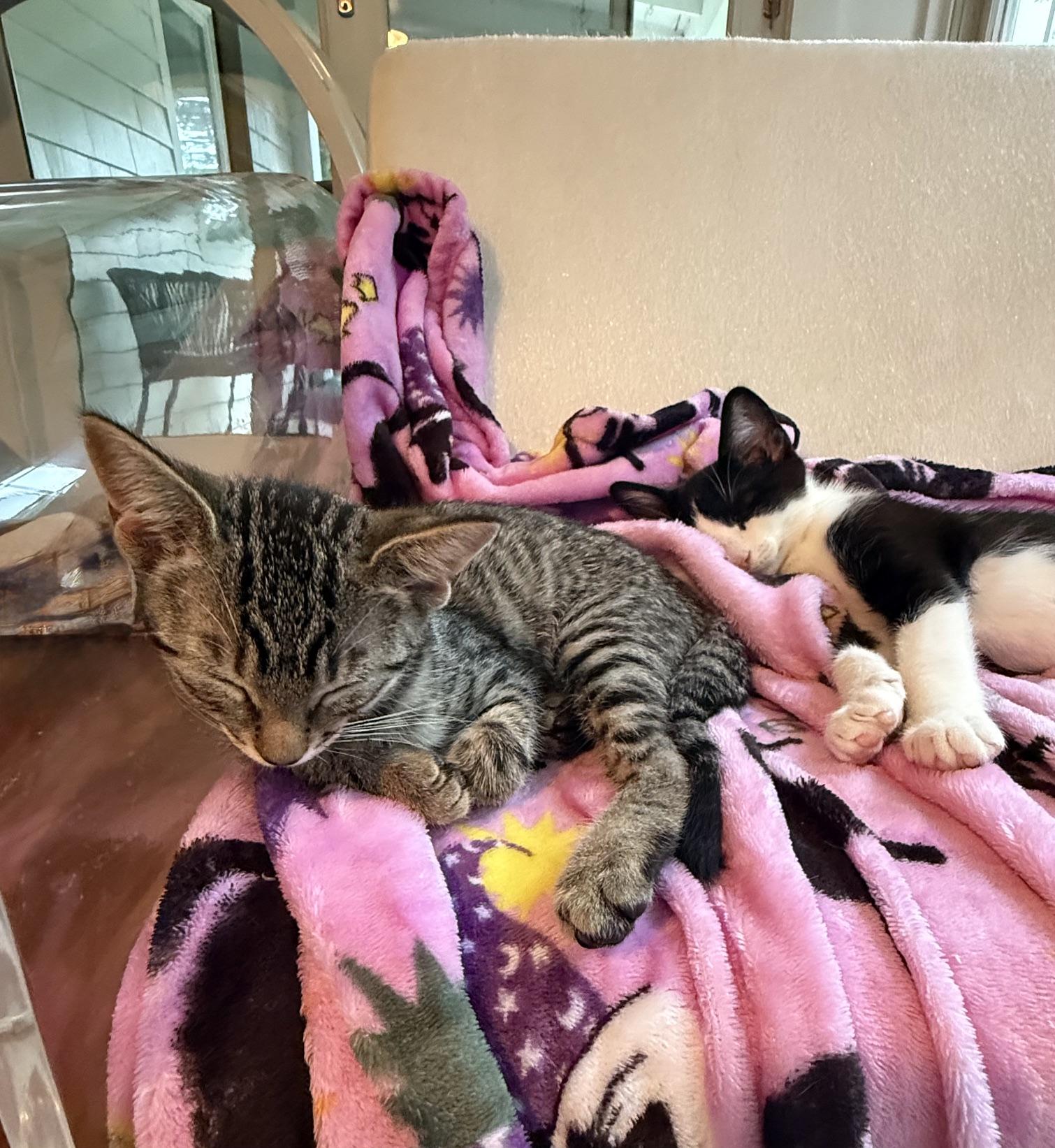 Flame and Brick- the sweetest sisters, an adopted American Shorthair in New Haven, CT image 4/6