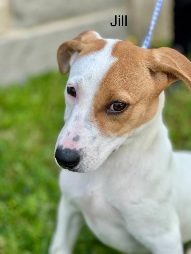Jill, Adoptable, Puppy Female Labrador Retriever.