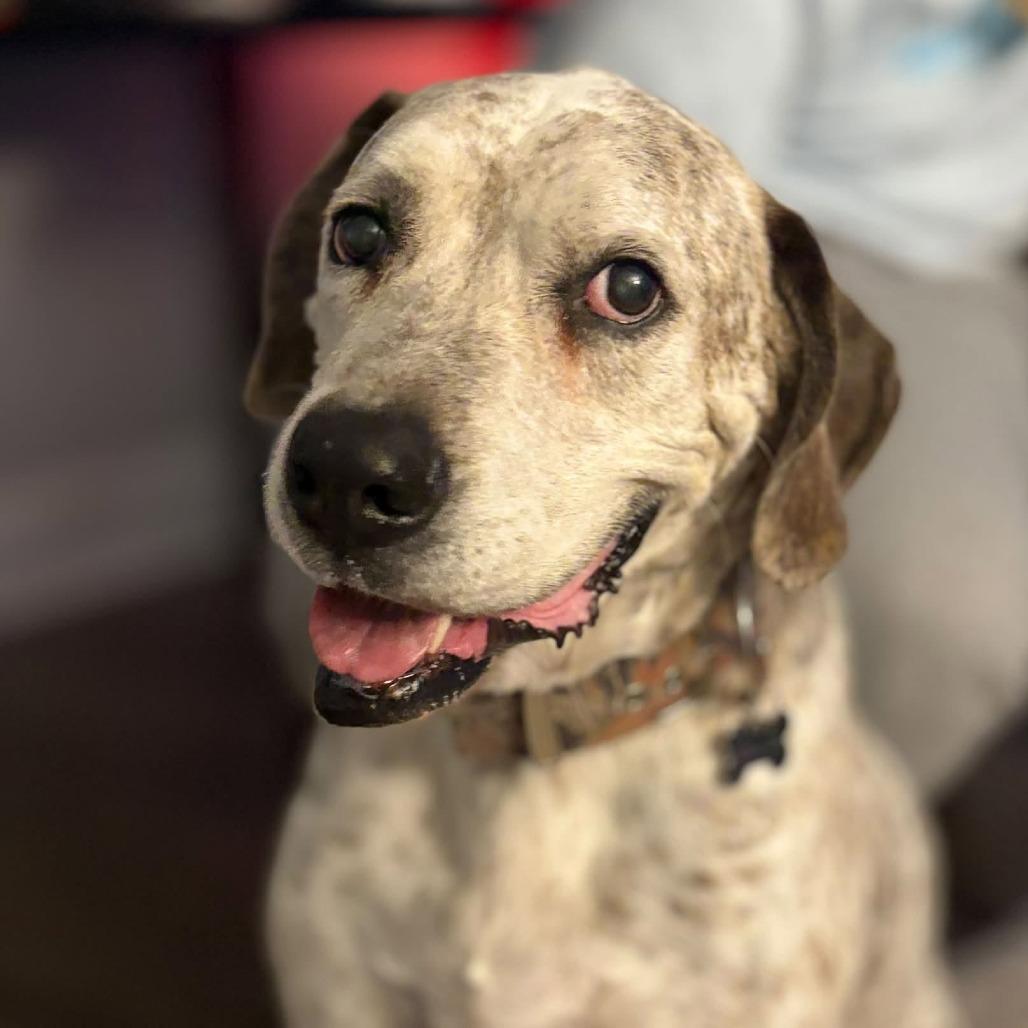 Bubba, Adoptable, Senior Male Labrador Retriever & German Shorthaired Pointer.