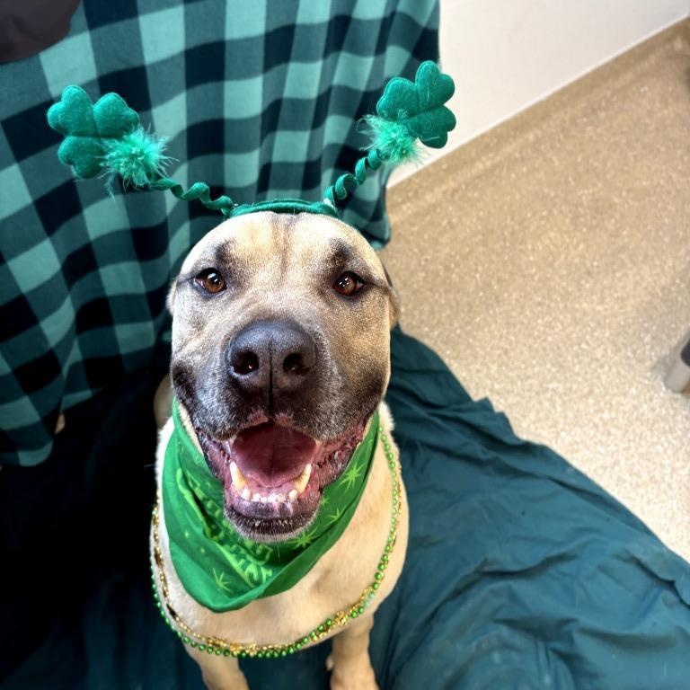 Enlarge Duke, a ADOPTABLE Mastiff in Prince Frederick, MD image 5/5