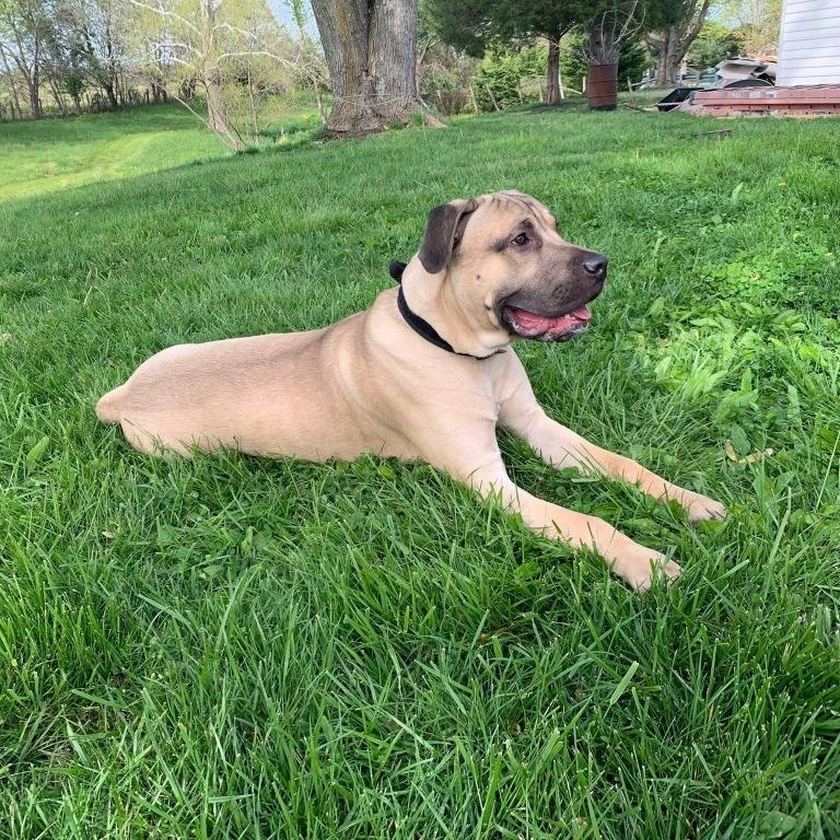 Enlarge Duke, a ADOPTABLE Mastiff in Prince Frederick, MD image 2/5