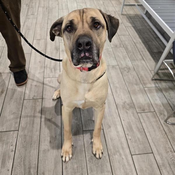 Enlarge Duke, a ADOPTABLE Mastiff in Prince Frederick, MD image 4/5
