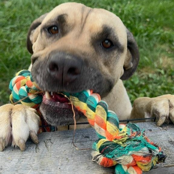Duke, ADOPTABLE, Adult Male Mastiff.