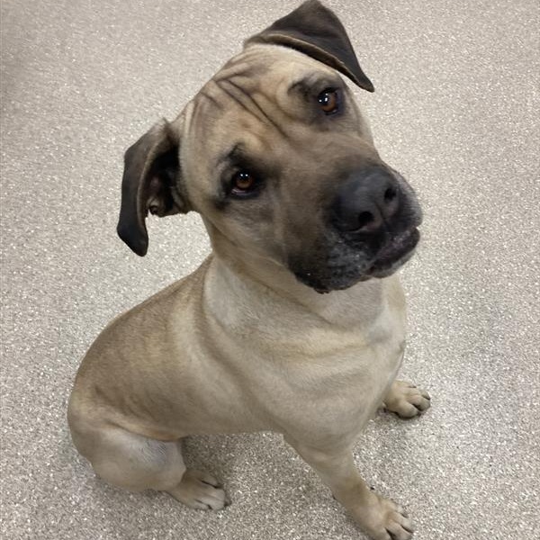 Enlarge Duke, a ADOPTABLE Mastiff in Prince Frederick, MD image 3/5