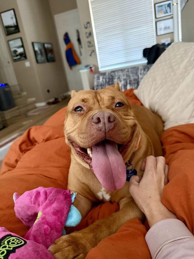 Enlarge Biscoff, a Adopted Pit Bull Terrier in Burlingame, CA image 1/3