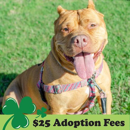 Enlarge Biscoff, a Adopted Pit Bull Terrier in Burlingame, CA image 2/3