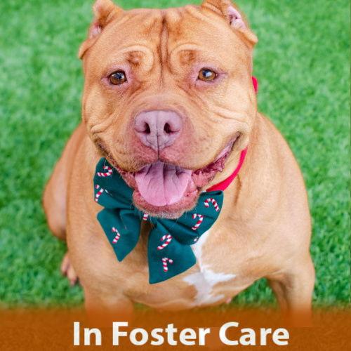 Enlarge Biscoff, a Adoptable Pit Bull Terrier in Burlingame, CA image 2/3