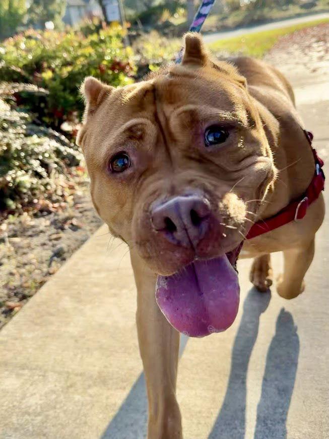 Enlarge Biscoff, a Adoptable Pit Bull Terrier in Burlingame, CA image 3/3