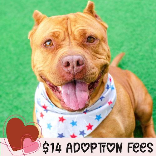 Enlarge Biscoff, a Adoptable Pit Bull Terrier in Burlingame, CA image 3/3