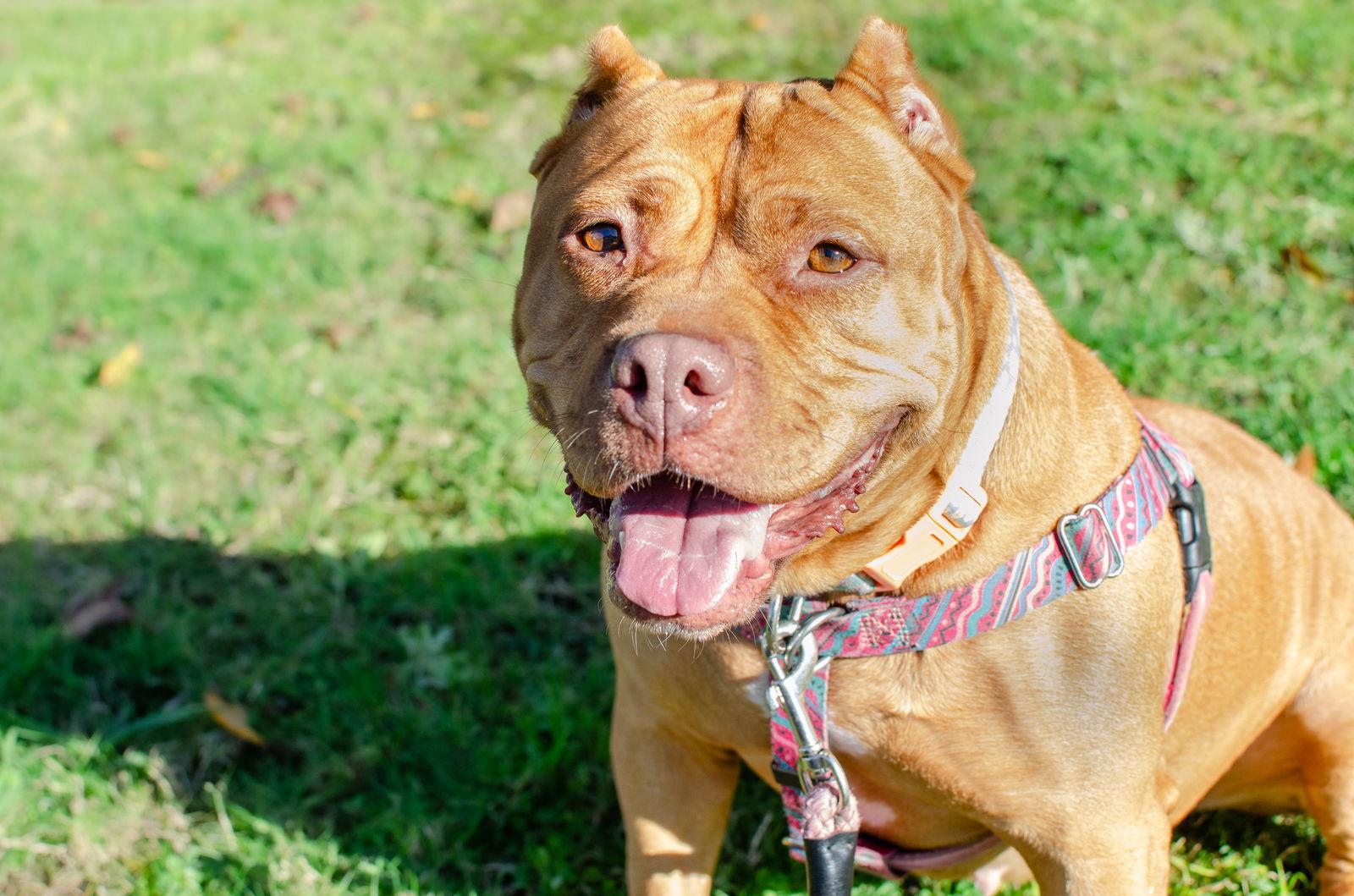 Enlarge Biscoff, a Adopted Pit Bull Terrier in Burlingame, CA image 3/3