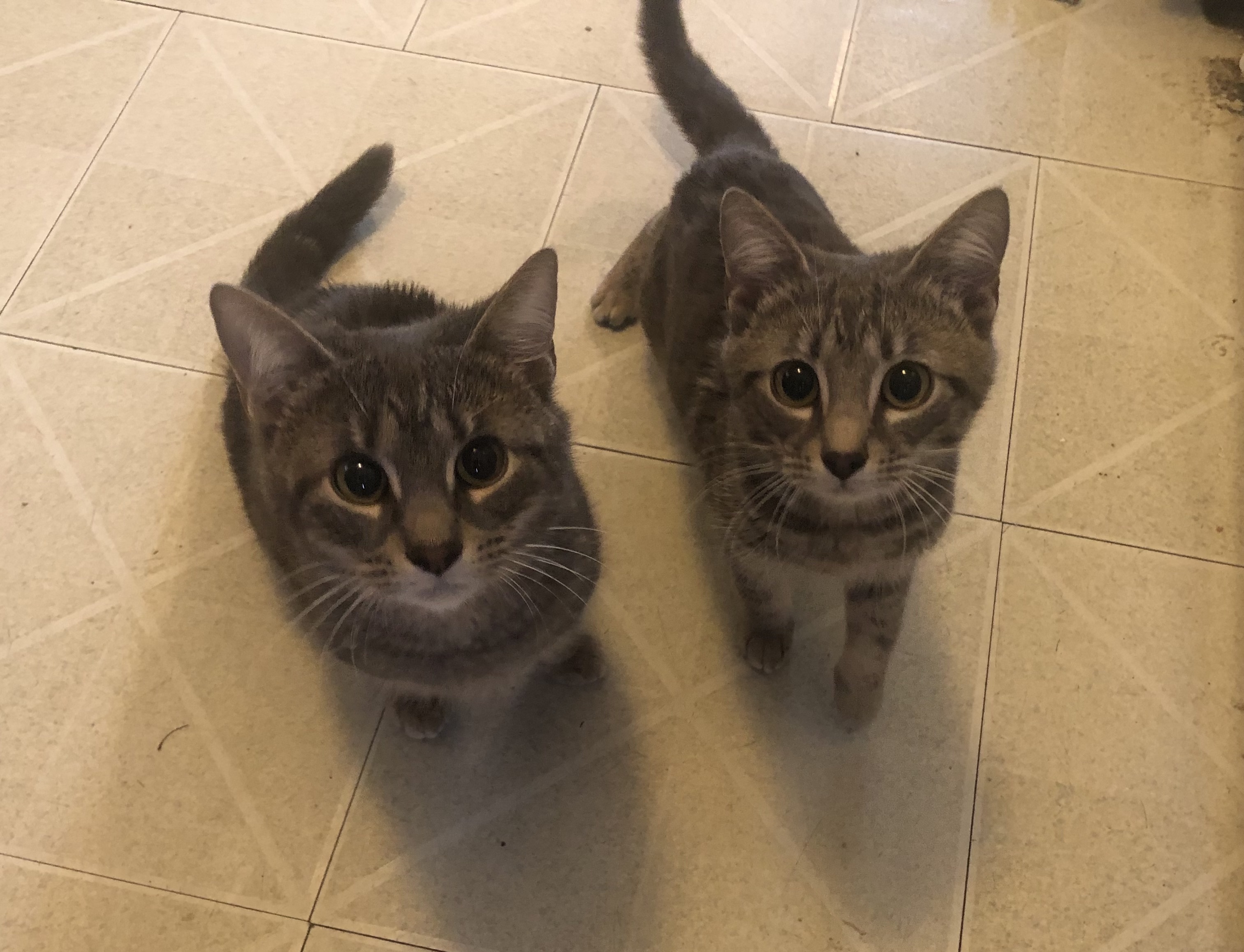 Eudora and Eunike (bonded pair), a Adoptable mixed breed in Waterbury, CT image 1/10