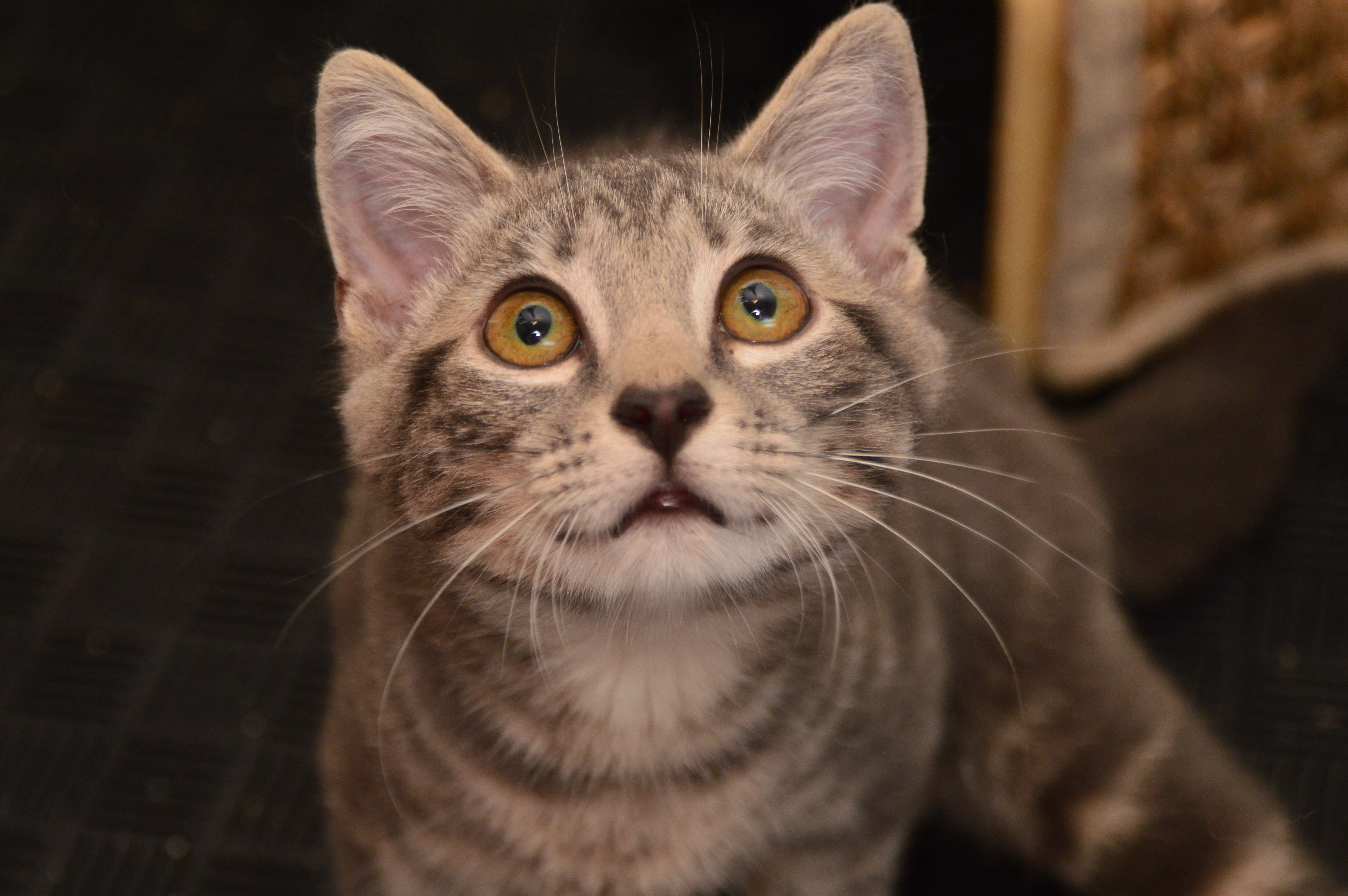 Eudora and Eunike (bonded pair), a Adoptable mixed breed in Waterbury, CT image 2/10