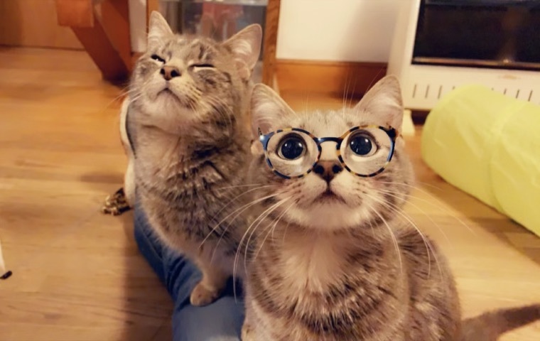Eudora and Eunike (bonded pair) photo 3