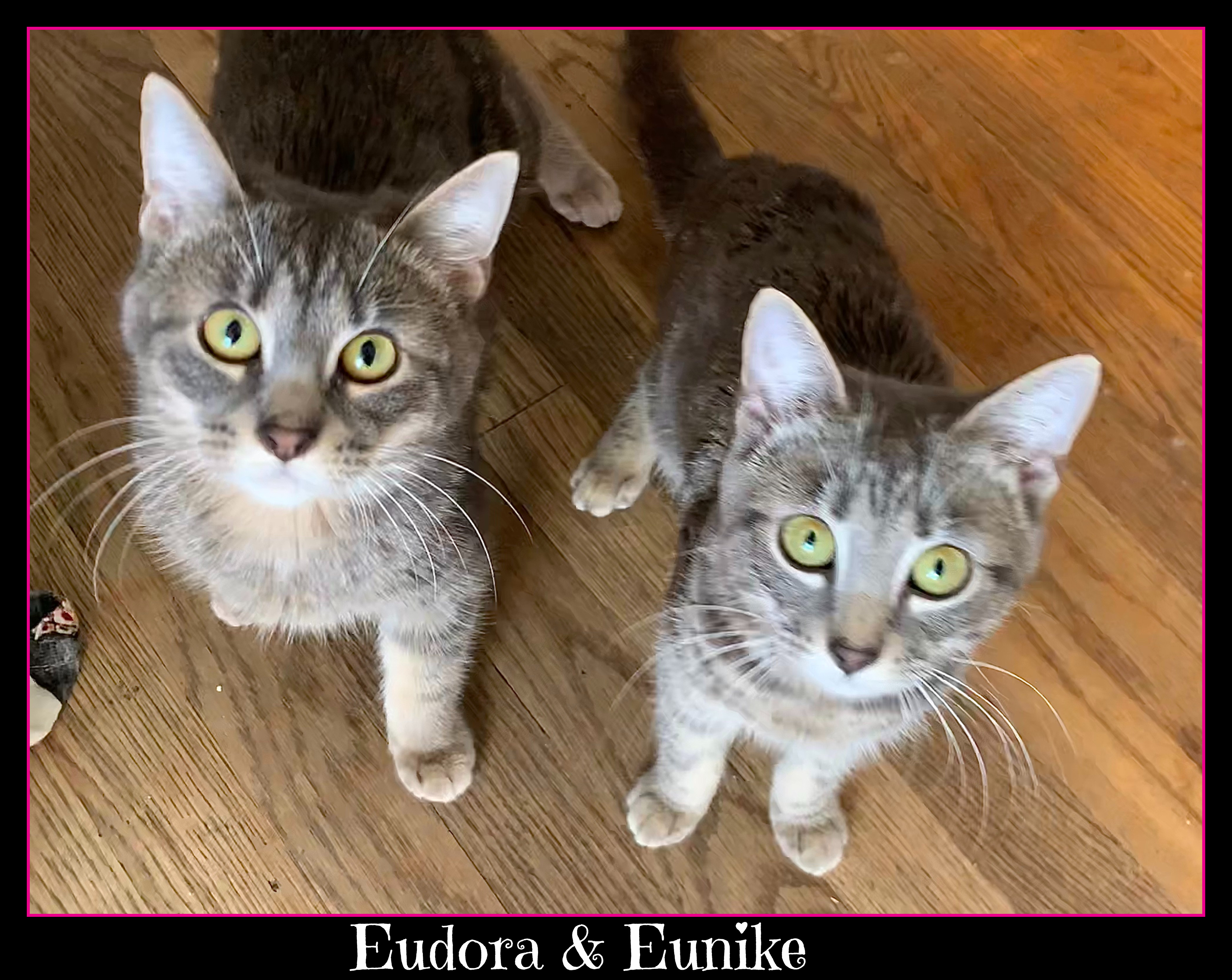 Eudora and Eunike (bonded pair), a Adoptable mixed breed in Waterbury, CT image 4/10