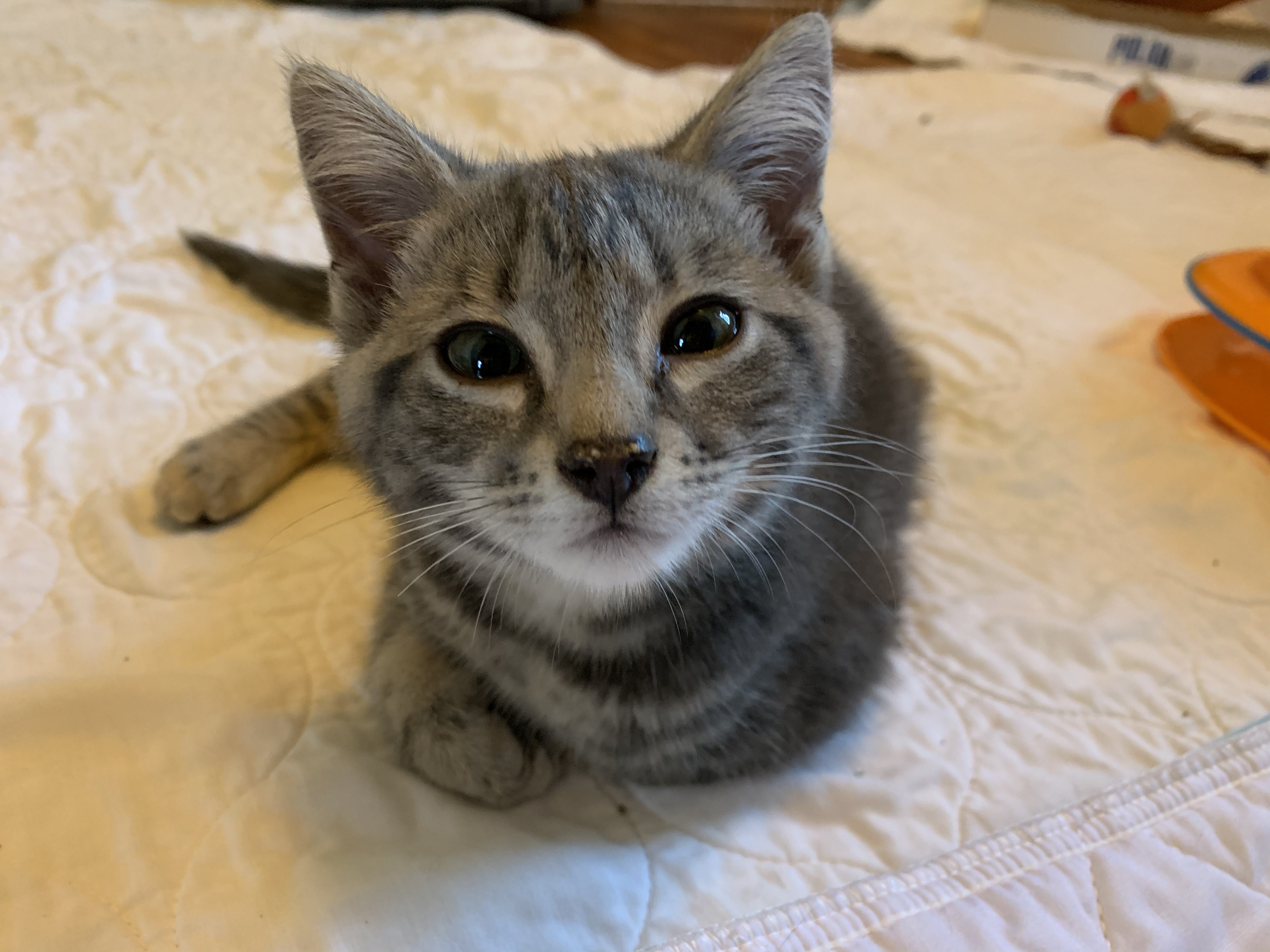 Eudora and Eunike (bonded pair), a Adoptable mixed breed in Waterbury, CT image 5/10
