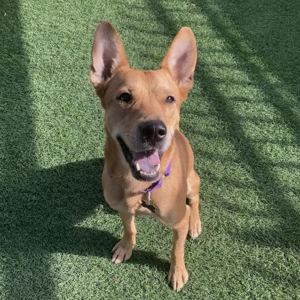 Klyde, a Adoptable Mixed Breed in Tempe, AZ image 1/3