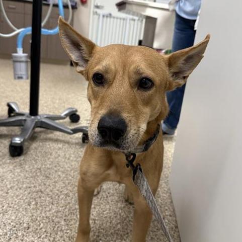 Klyde, a Adoptable Mixed Breed in Tempe, AZ image 2/3