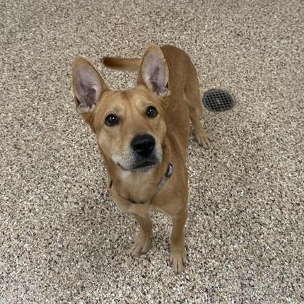 Klyde, a Adoptable Mixed Breed in Tempe, AZ image 3/3